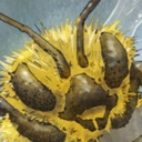 Free-Bees